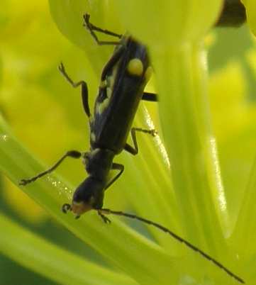 Cantharidae: cfr. Malthinus sp. o Malthodes sp.